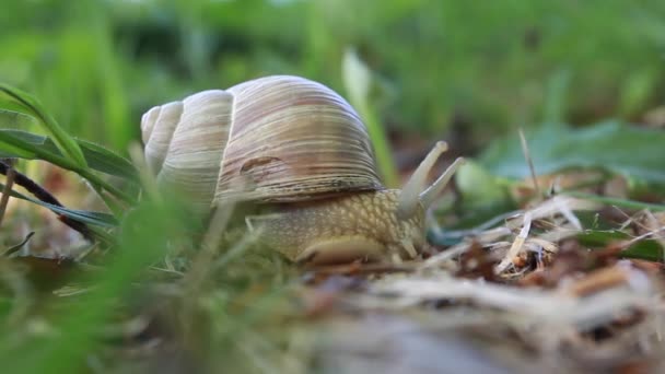Vie drôle d'escargot dans l'herbe verte de printemps