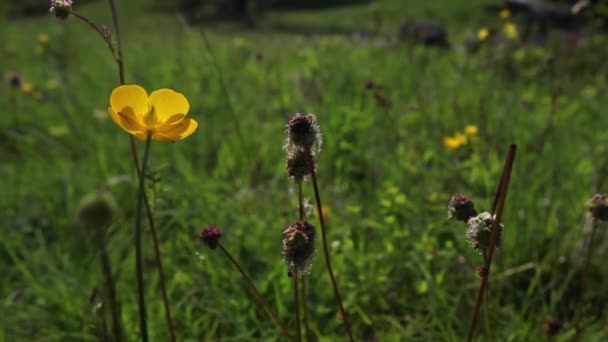 Vadon Termő Növények Alpokban Tavasszal — Stock videók