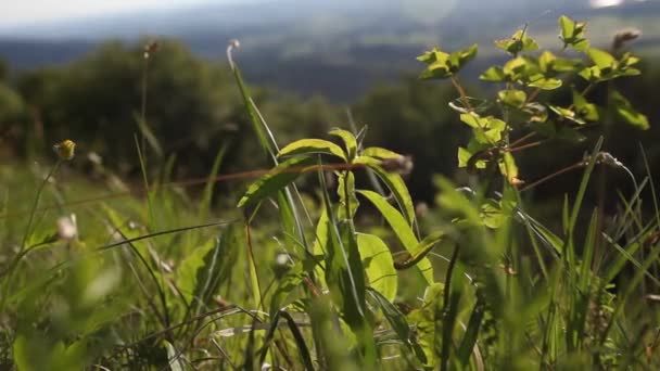 Vadon Termő Növények Alpokban Tavasszal — Stock videók