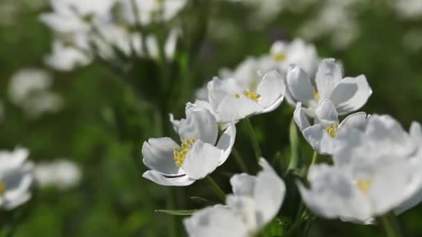 Flores Blancas Primavera Prado Montaña — Vídeos de Stock