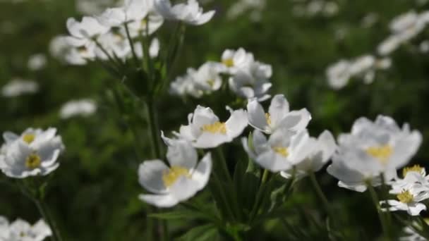 white spring flowers in mountain meadow