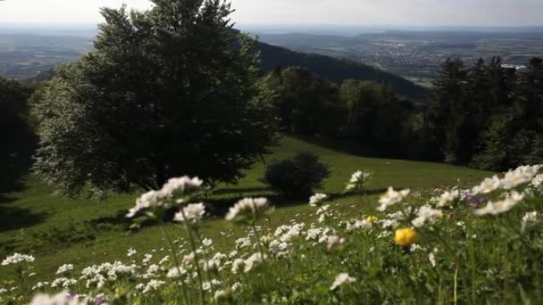 Świeże Wiosenne Kwiaty Górach — Wideo stockowe