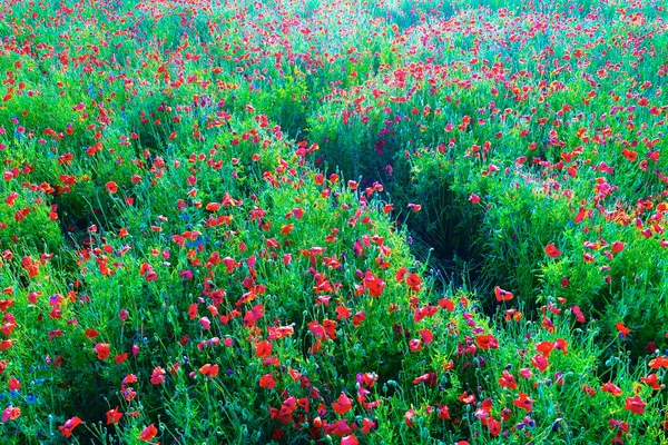 初夏に赤いポピーの花の大きなフィールド — ストック写真