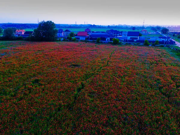 Gran Campo Flores Amapola Roja Principios Verano —  Fotos de Stock