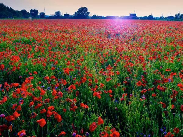 Velké Pole Červených Makových Květů Začátku Léta — Stock fotografie