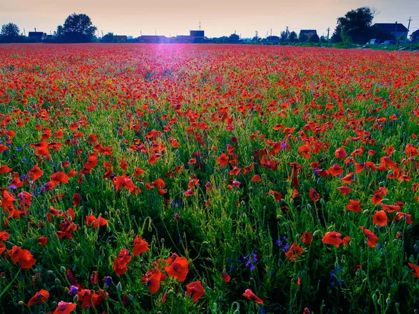 Большое Поле Красных Маковых Цветов Начале Лета — стоковое фото