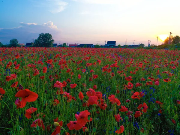 Grande Campo Fiori Papavero Rosso All Inizio Dell Estate — Foto Stock