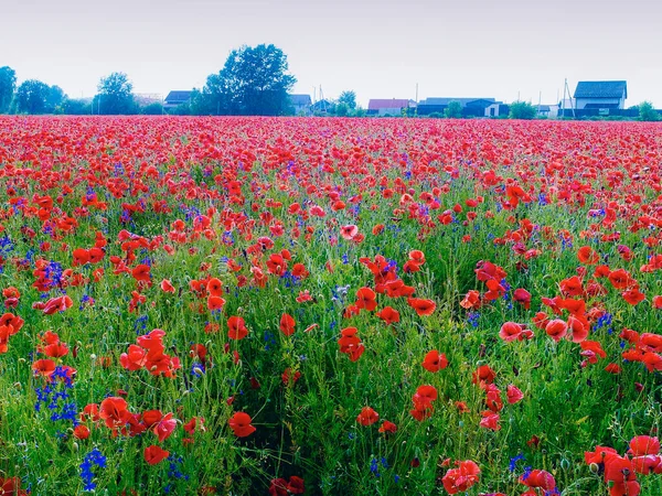 Stort Fält Röda Vallmo Blommor Början Sommaren — Stockfoto