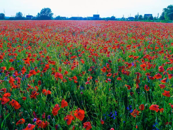 Grande Campo Flores Papoula Vermelha Início Verão — Fotografia de Stock