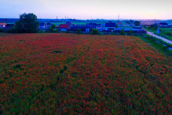 Duże Pole Czerwonych Kwiatów Maku Początku Lata — Zdjęcie stockowe