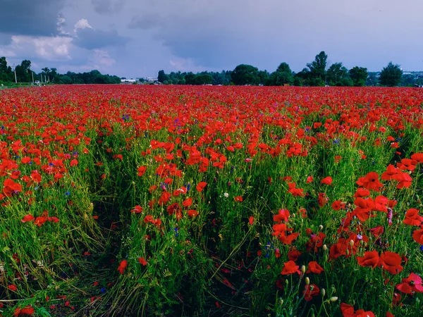 Grande Campo Flores Papoula Vermelha Início Verão — Fotografia de Stock
