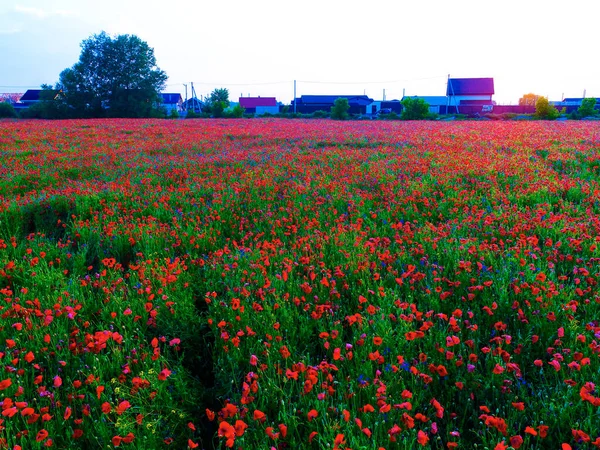 Grande Campo Flores Papoula Vermelha Início Verão — Fotografia de Stock