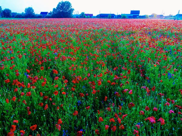 Stort Fält Röda Vallmo Blommor Början Sommaren — Stockfoto