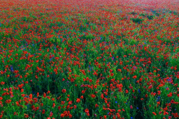 Grande Campo Flores Papoula Vermelha Início Verão — Fotografia de Stock