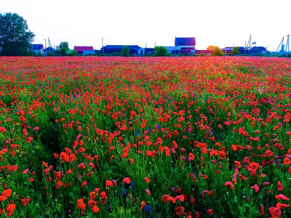 Велике Поле Червоних Макових Квітів Початку Літа — стокове фото