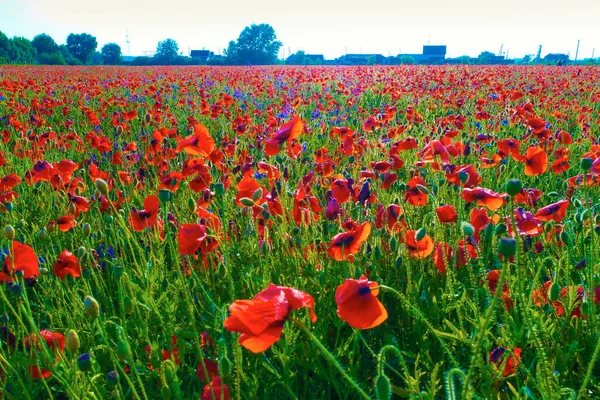 Grande Campo Flores Papoula Vermelha Início Verão — Fotografia de Stock