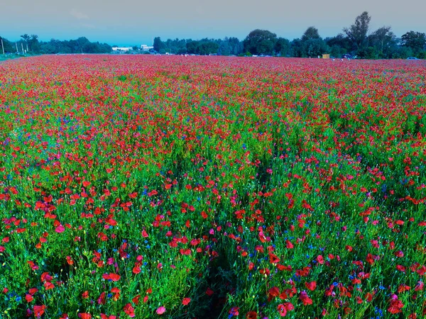 Gran Campo Flores Amapola Roja Principios Verano — Foto de Stock