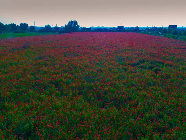 Groot Veld Van Rode Papaver Bloemen Het Begin Van Zomer — Stockfoto