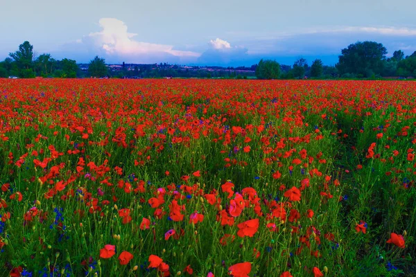 Grande Campo Flores Papoula Vermelha Início Verão — Fotografia de Stock