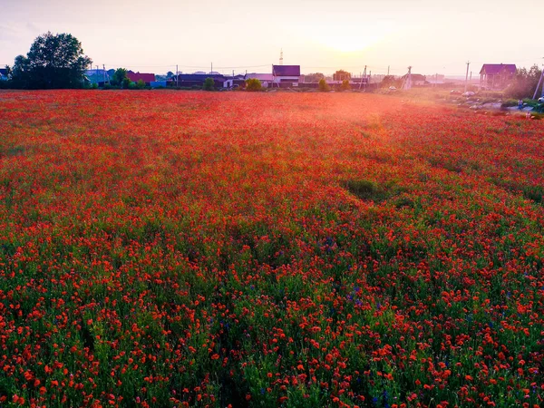 Nagy Mező Vörös Mák Virágok Kora Nyáron — Stock Fotó