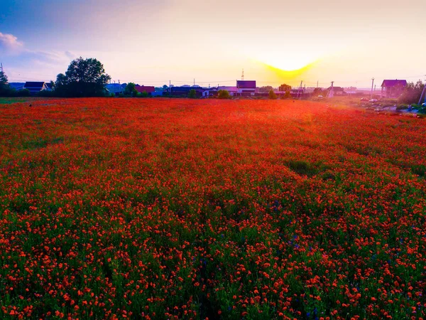 Nagy Mező Vörös Mák Virágok Kora Nyáron — Stock Fotó