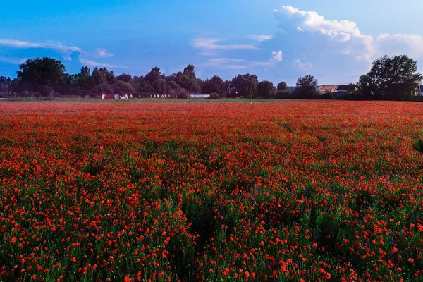 Grande Campo Fiori Papavero Rosso All Inizio Dell Estate — Foto Stock