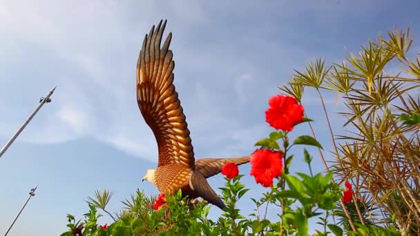 Langkawi Malásia Ferruaru 2020 Grande Estátua Águia Ilha Langkawi Malásia — Vídeo de Stock