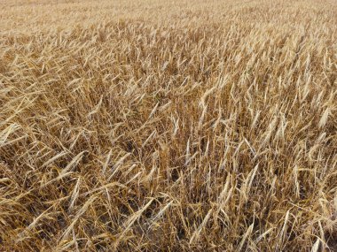 Rüzgarlı havada güzel altın tarla