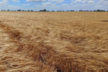 Rüzgarlı havada güzel altın tarla