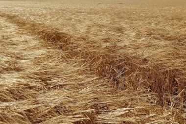 Rüzgarlı havada güzel altın tarla