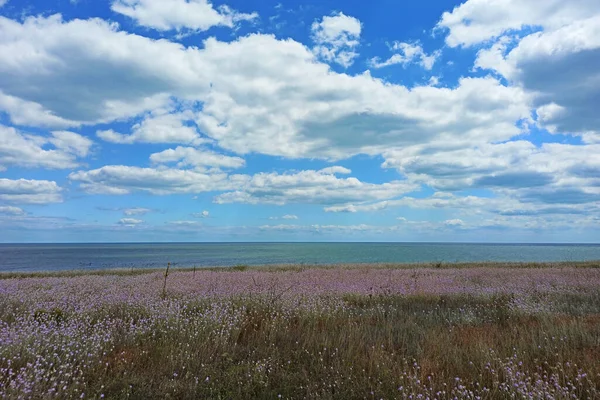 Schöne Violette Blumenfeld Mit Baum Meer Der Nähe — Stockfoto