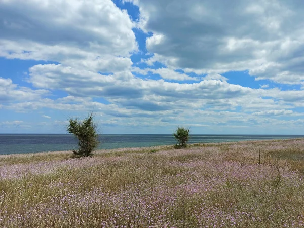 Vacker Violett Blomma Fält Med Träd Hav Närheten — Stockfoto