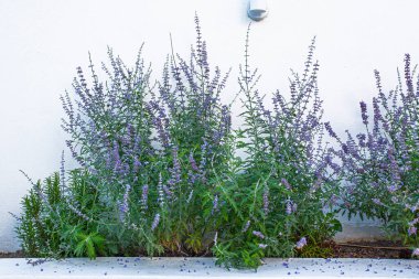 Santorini Adası 'ndaki beyaz evin yakınındaki lavanta çiçekleri.