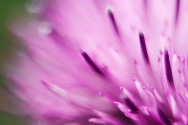 Bir süt devedikeni çiçeğine yakın çekim