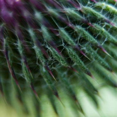 Bir süt devedikeni çiçeğine yakın çekim