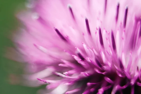 Detailní Záběr Mléčný Bodlákový Květ — Stock fotografie