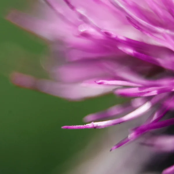 Nahaufnahme Einer Mariendistelblüte — Stockfoto