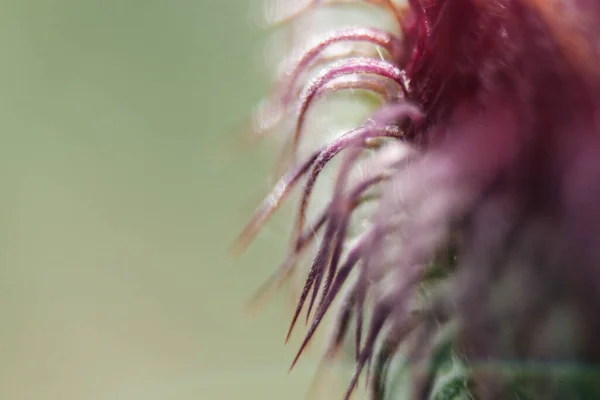 Closeup Milk Thistle Flower — Stock Photo, Image