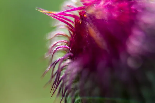 Detailní Záběr Mléčný Bodlákový Květ — Stock fotografie