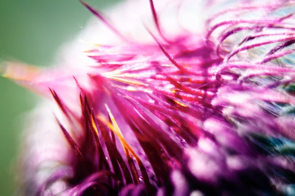 Nahaufnahme Einer Mariendistelblüte — Stockfoto