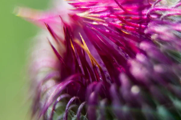 Detailní Záběr Mléčný Bodlákový Květ — Stock fotografie