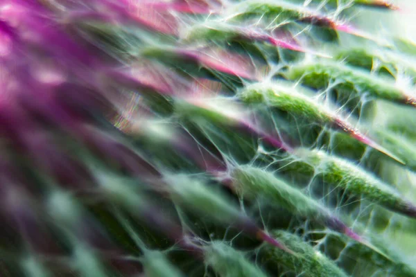 Primer Plano Una Flor Cardo Mariano — Foto de Stock