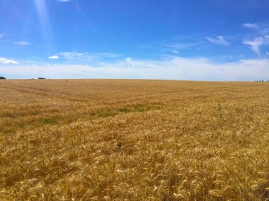 Rüzgarlı havada güzel altın tarla
