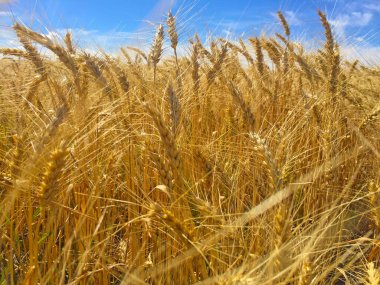 Rüzgarlı havada güzel altın tarla