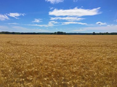 Rüzgarlı havada güzel altın tarla