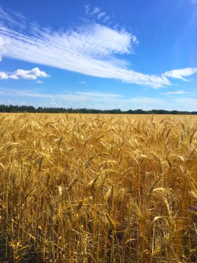 Rüzgarlı havada güzel altın tarla
