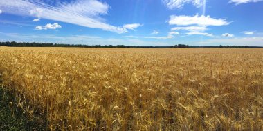 Rüzgarlı havada güzel altın tarla