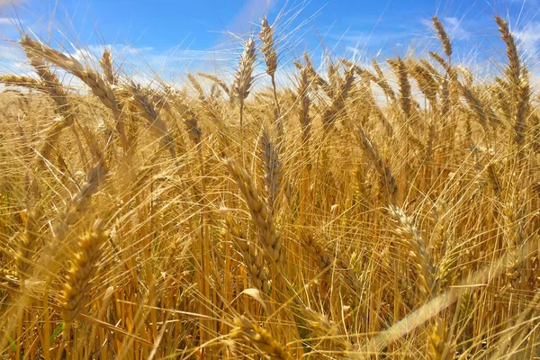 Prachtig Gouden Veld Bij Winderig Weer — Stockfoto