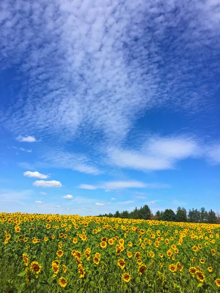 Sonnenblumen Auf Den Feldern Bei Sonnigem Wetter — Stockfoto