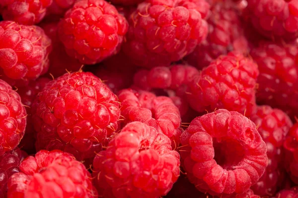 Bright Fresh Vitaminous Raspberry Closeup Backround — Stock Photo, Image